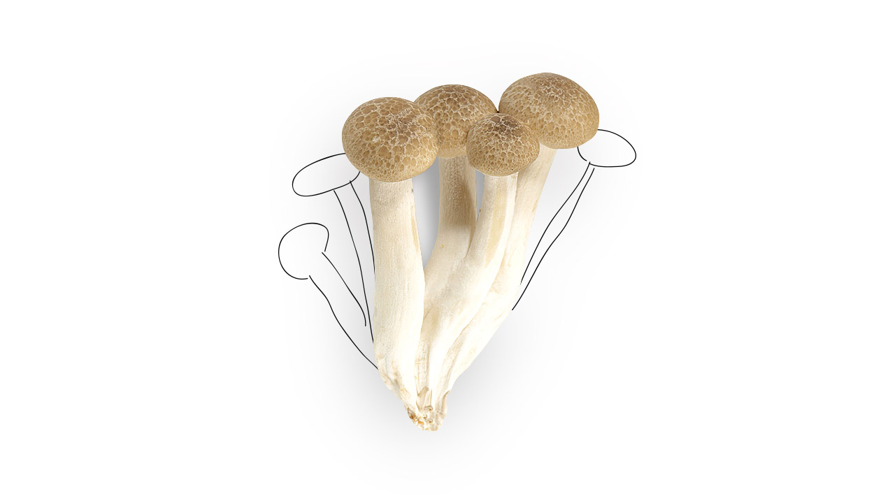 Spireats Shimeji gomba